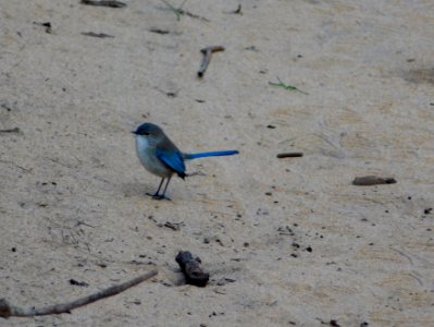 Splendid fairy wren