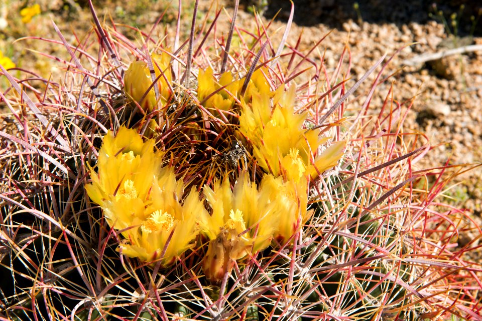 Barrel Cactus, Ferocactus cylindraceus
