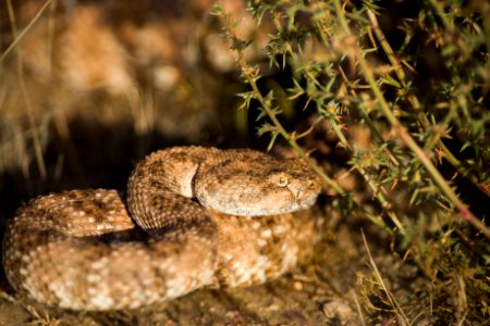 Speckled Rattlesnake (Crotalus mitchellii) photo