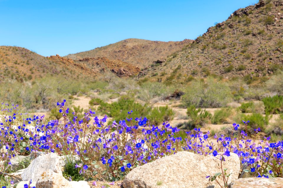 California bluebell (Phacelia campanularia) in the Cottonwood area
