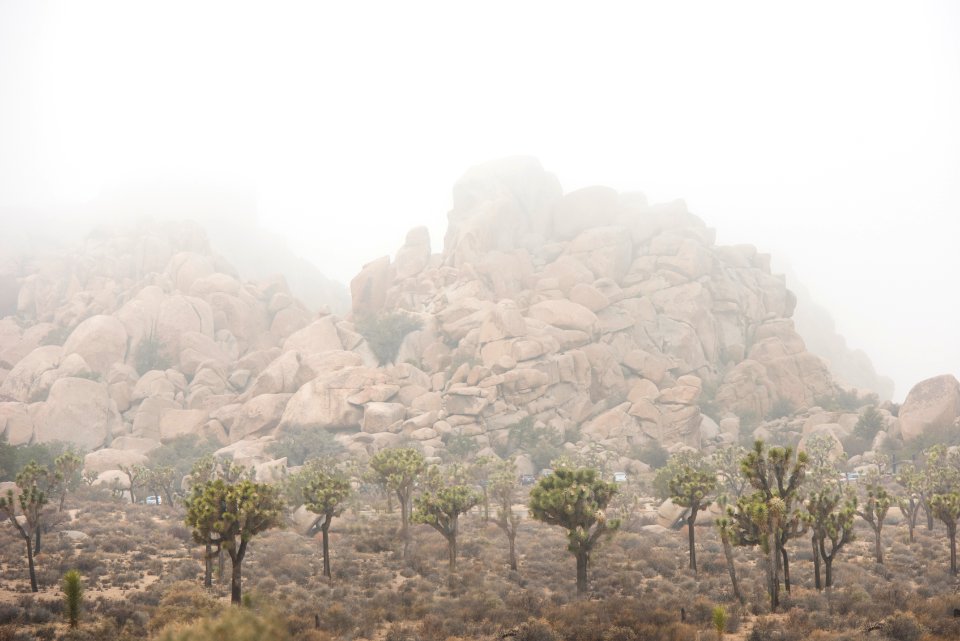 Foggy Day in Joshua Tree National Park