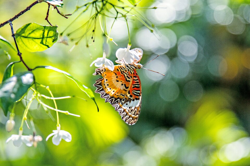 Butterfly bokeh flowers