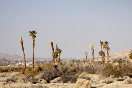 Oasis of Mara; Twentynine Palms, CA photo