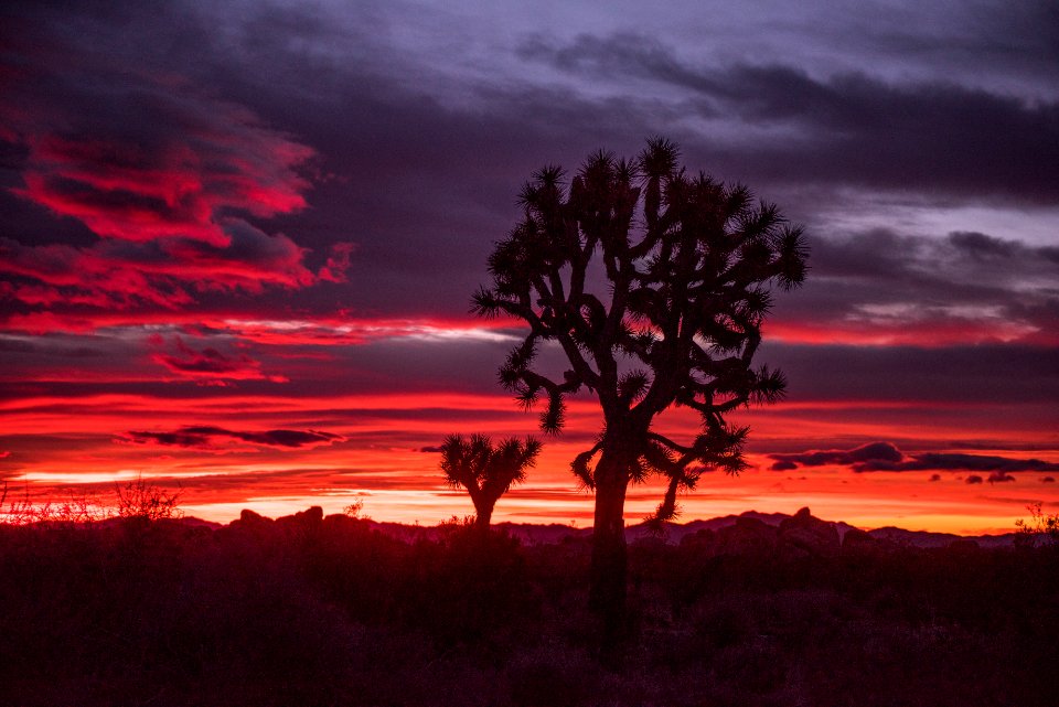 Joshua Tree and Sunrise