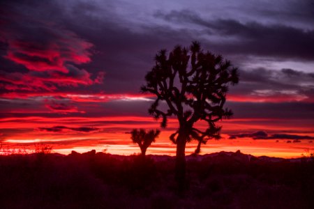 Joshua Tree and Sunrise photo