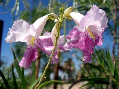 Desert willow (Chilopsis linearis) photo