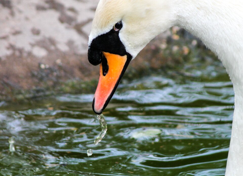 Portrait waterfront aquatic animal