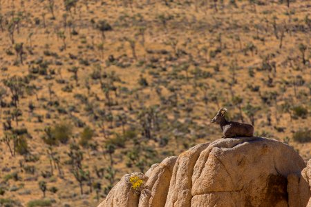 Bighorn Sheep photo