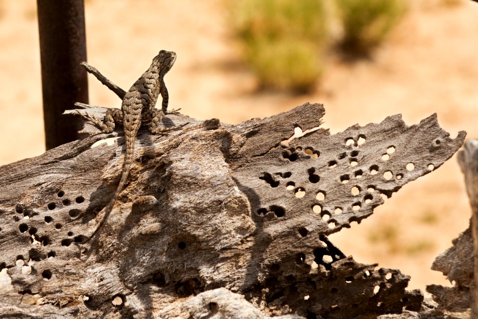 Lizard on a dead Joshua tree