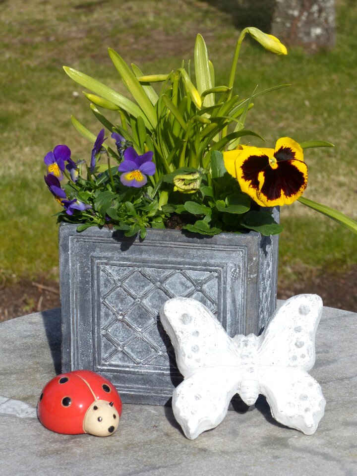 Garden table grass photo