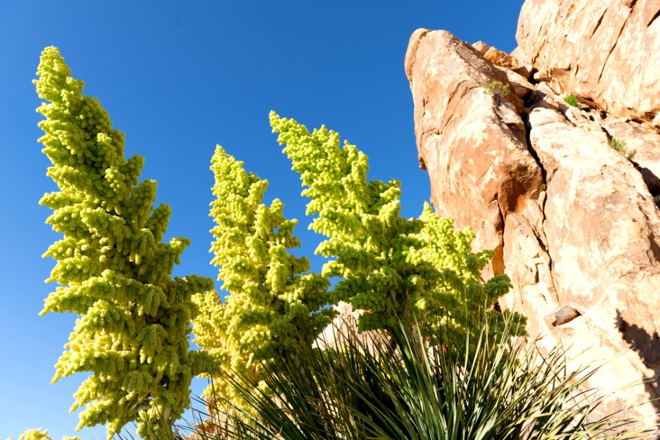 Flowering Parry's Nolina (Nolina parryi)