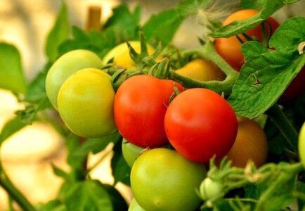 Red nachtschattengewächs vegetables photo