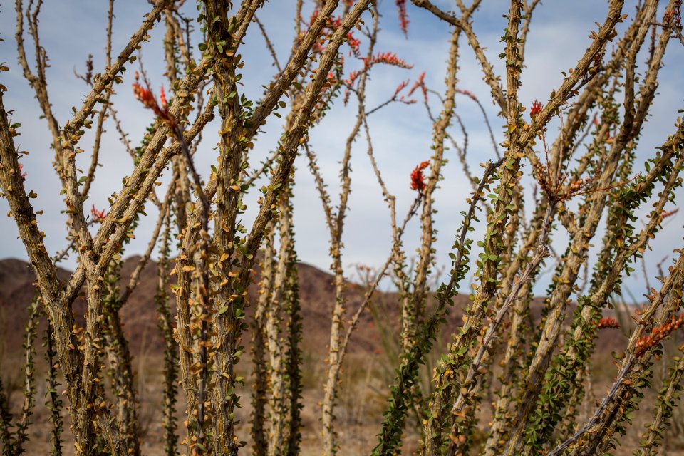 Ocotillo patch mid-April