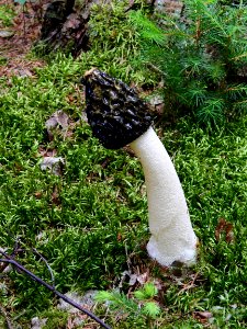 Hadovka smrdutá - Phallus impudicus L. 1753
