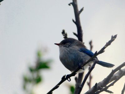 Splendid fairy wren
