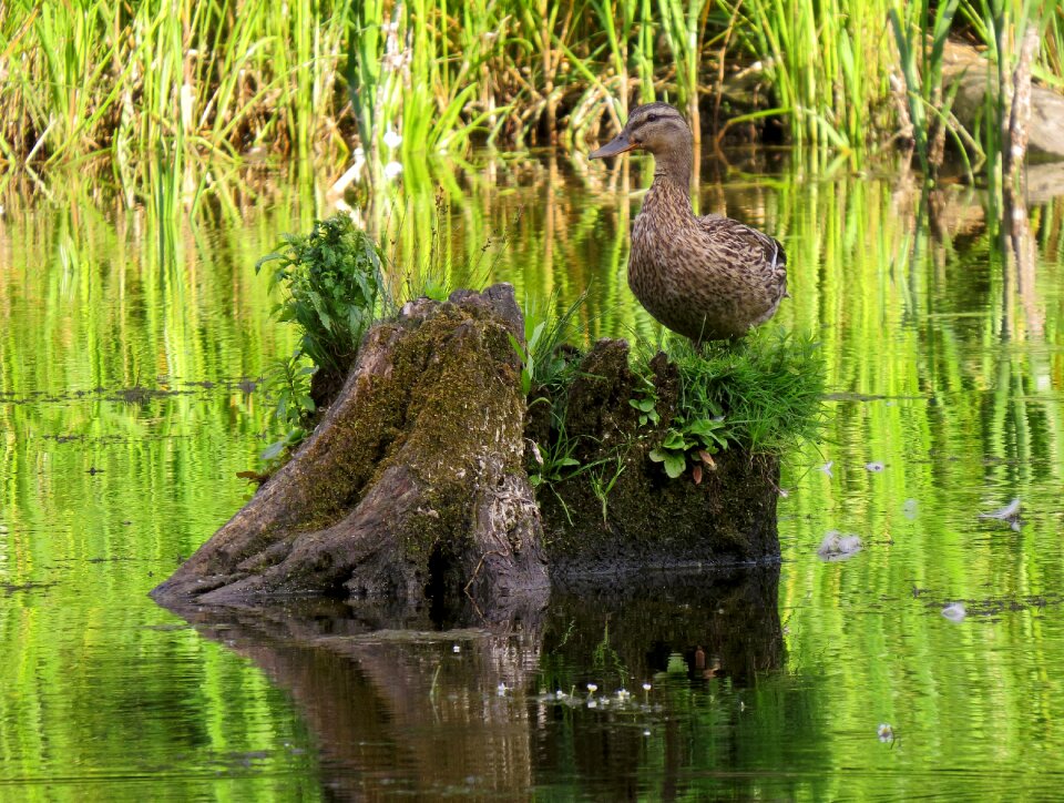 Birds female animal