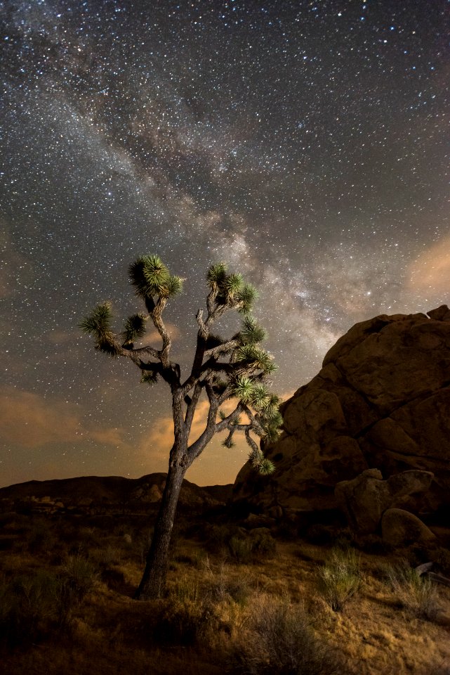 Night sky of Joshua Tree National Park