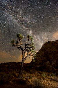 Night sky of Joshua Tree National Park photo