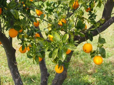 Citrus fruits tree leaves