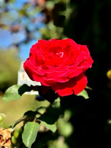 Autumn rose