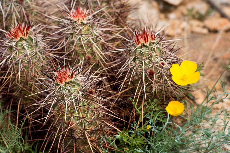 Poppies blooming alongside hedgehog cactus; 3/15/2017