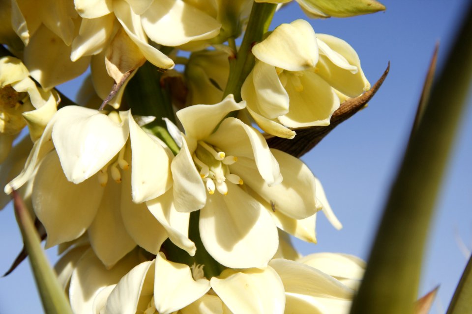 Mojave yucca (Yucca schidigera); Indian Cove Campground - Free photos ...