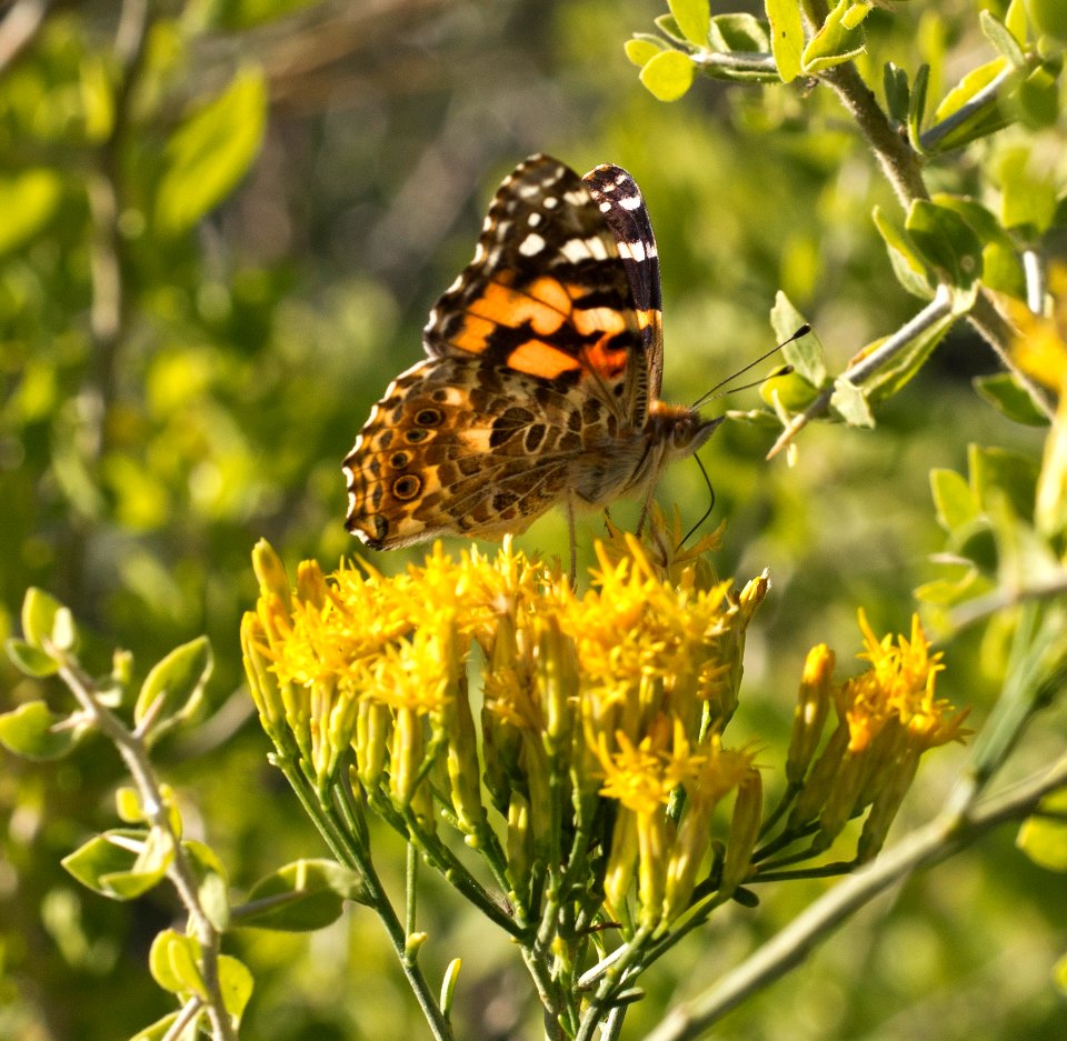 Painted Lady Butterfly photo