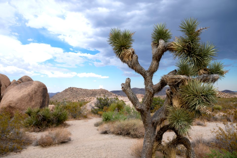 Monsoon clouds from Live Oak Picnic Area