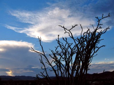 Ocotillo; Pinto Basin photo