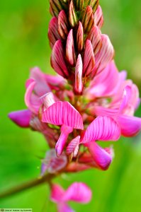 DAM1562 - Lupinella comune (Onobrychis viciifolia)
