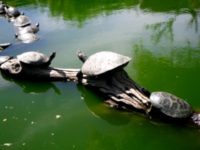 Turtles photo