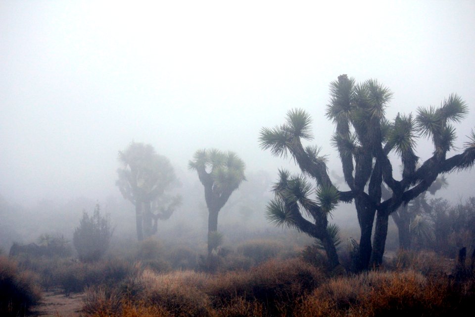 In the clouds near Keys View