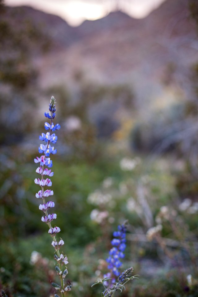 February 2019 Arizona lupine (Lupinus arizonicus) wildflowers on the bajada (Cottonwood)