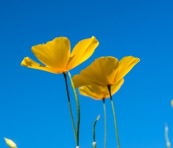 Poppy