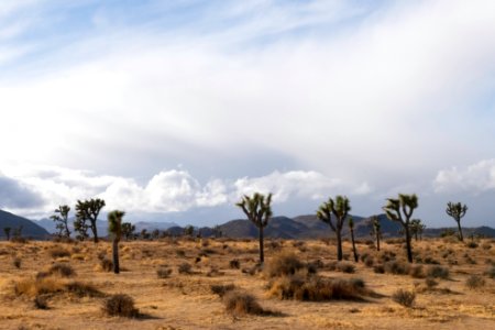Joshua trees after a storm in Queen Valley photo