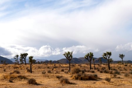 Joshua trees after a storm in Queen Valley