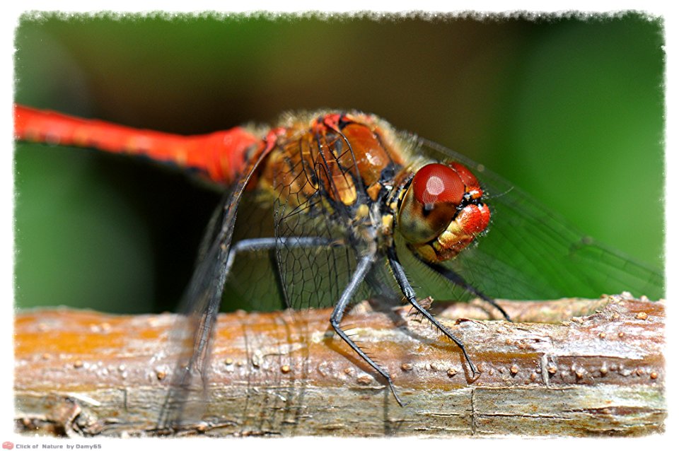 DAM1505 - Crocothemis erythraea