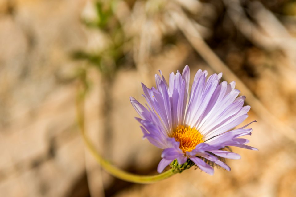 Mojave woodyaster (Xylorhiza tortifolia var. tortifolia)