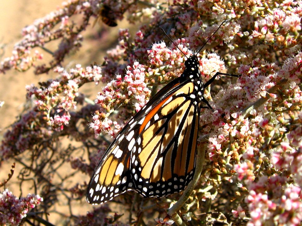 Monarch butterfly (Danaus plexippus) at Covington Flats