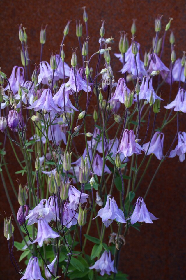 Flora garden plant