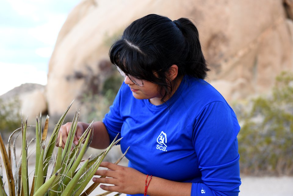 SCA and Mojave yucca