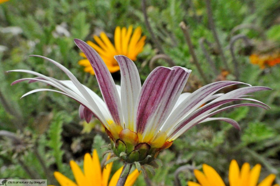 DAM1919 - Gazania rigens