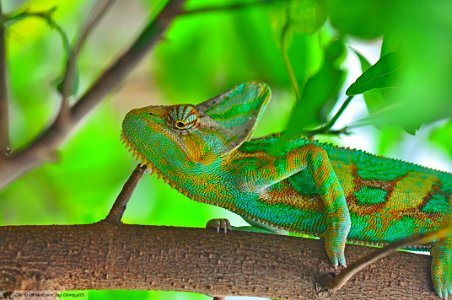 DAM2075 - Camaleonte (Furcifer verrucosus)