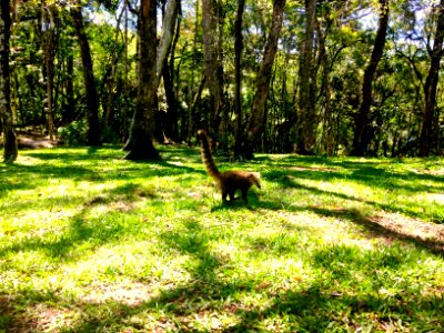 Quati no Parque da Ferradura photo