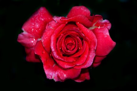 Blossom bloom love