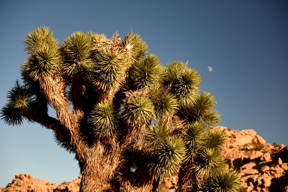 Moon above Joshua Tree