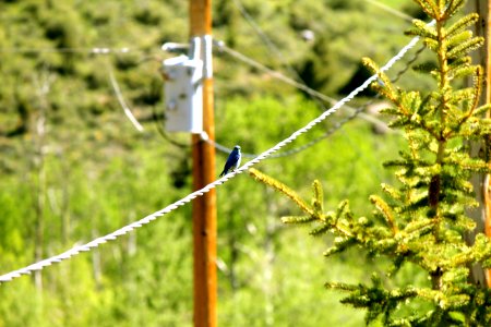 Blue Bird