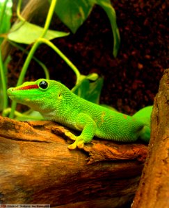 DAM1802 - Geco del Madagascar (Phelsuma madagascariensis)