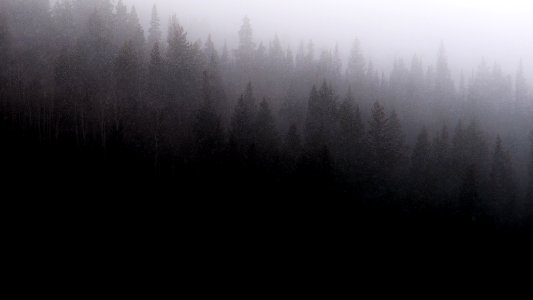 Misc Treeline