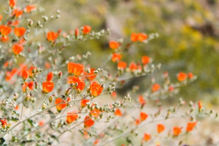 Globemallow blooming in Cottonwood Canyon; 3/24/17 photo